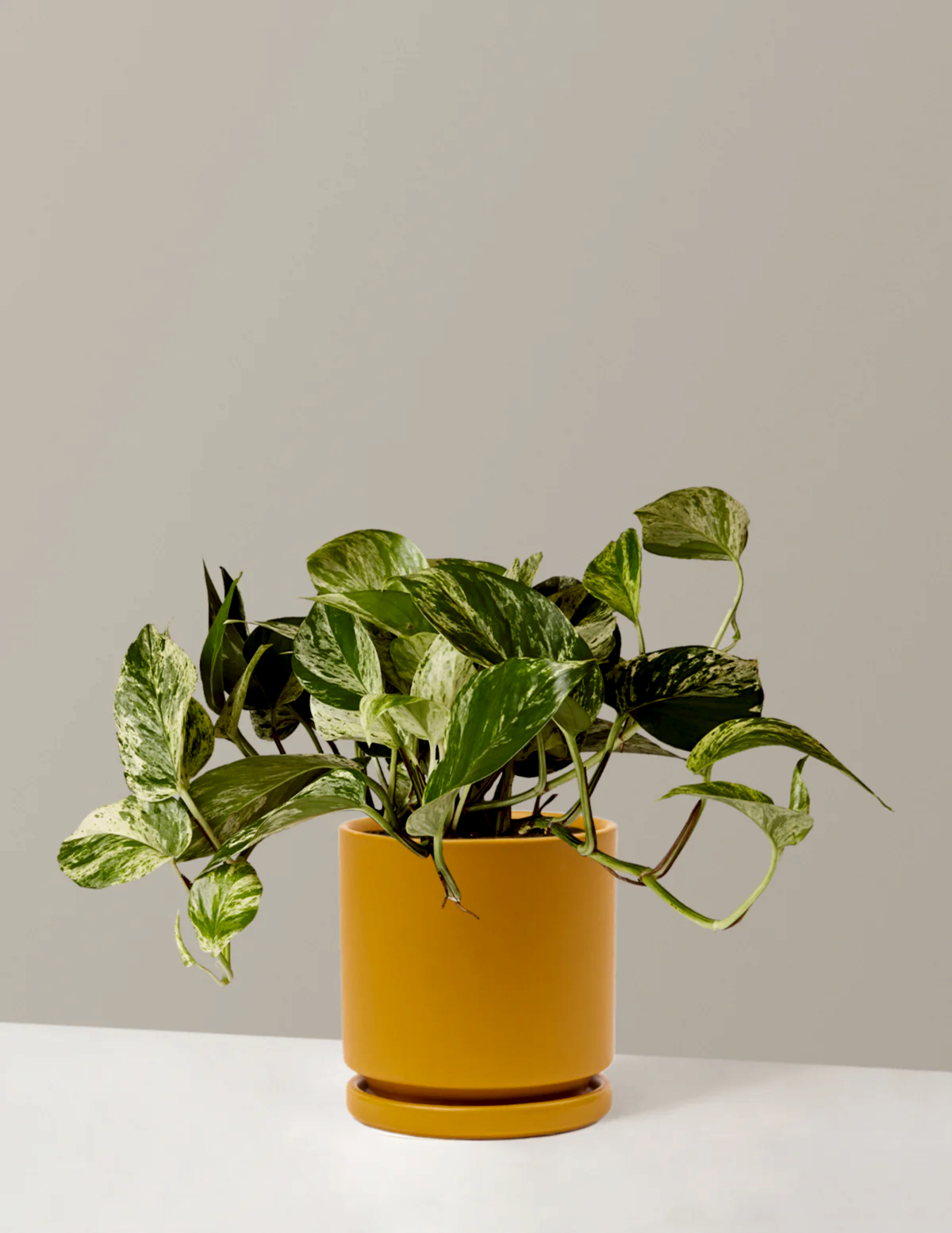 Pothos Marble Queen