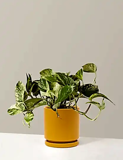 Pothos Marble Queen