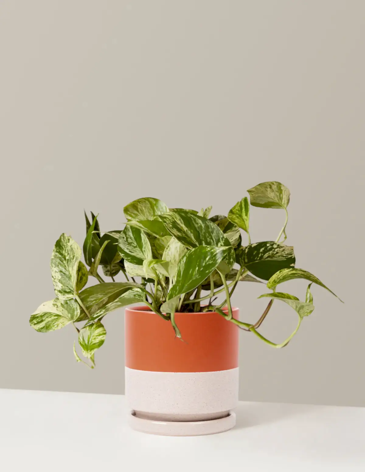 Pothos Marble Queen