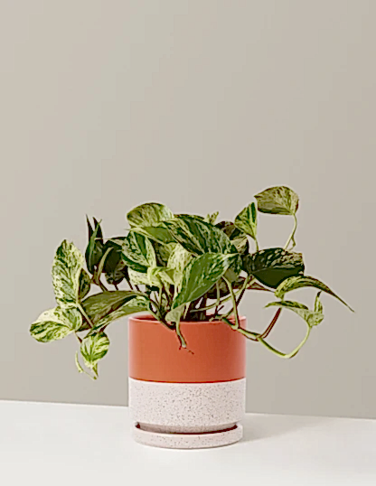 Pothos Marble Queen