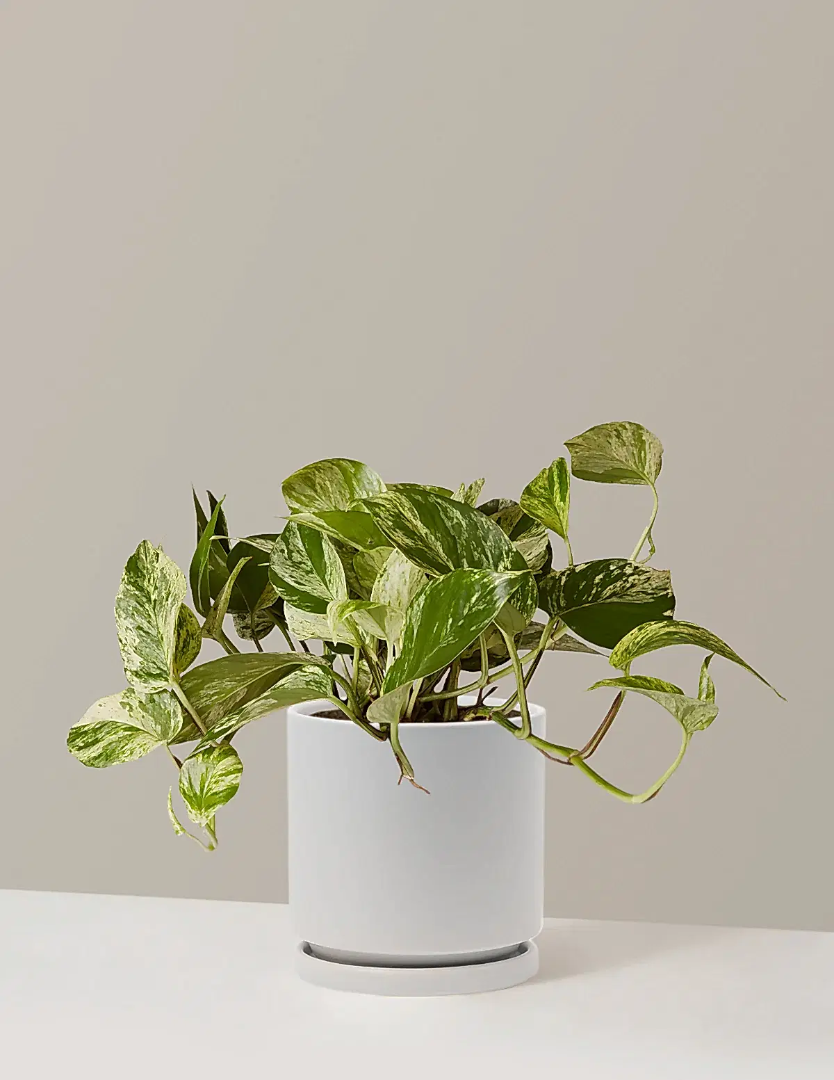 Pothos Marble Queen
