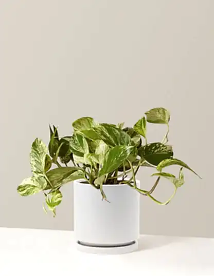 Pothos Marble Queen