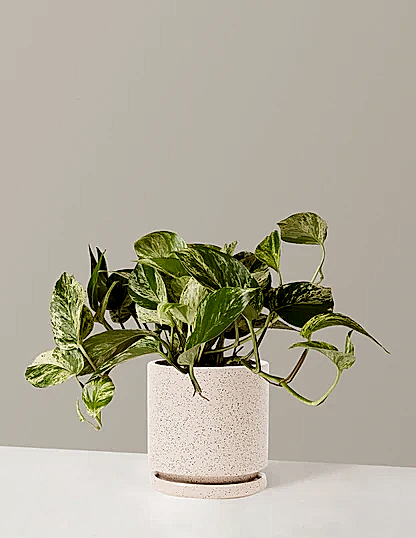 Pothos Marble Queen