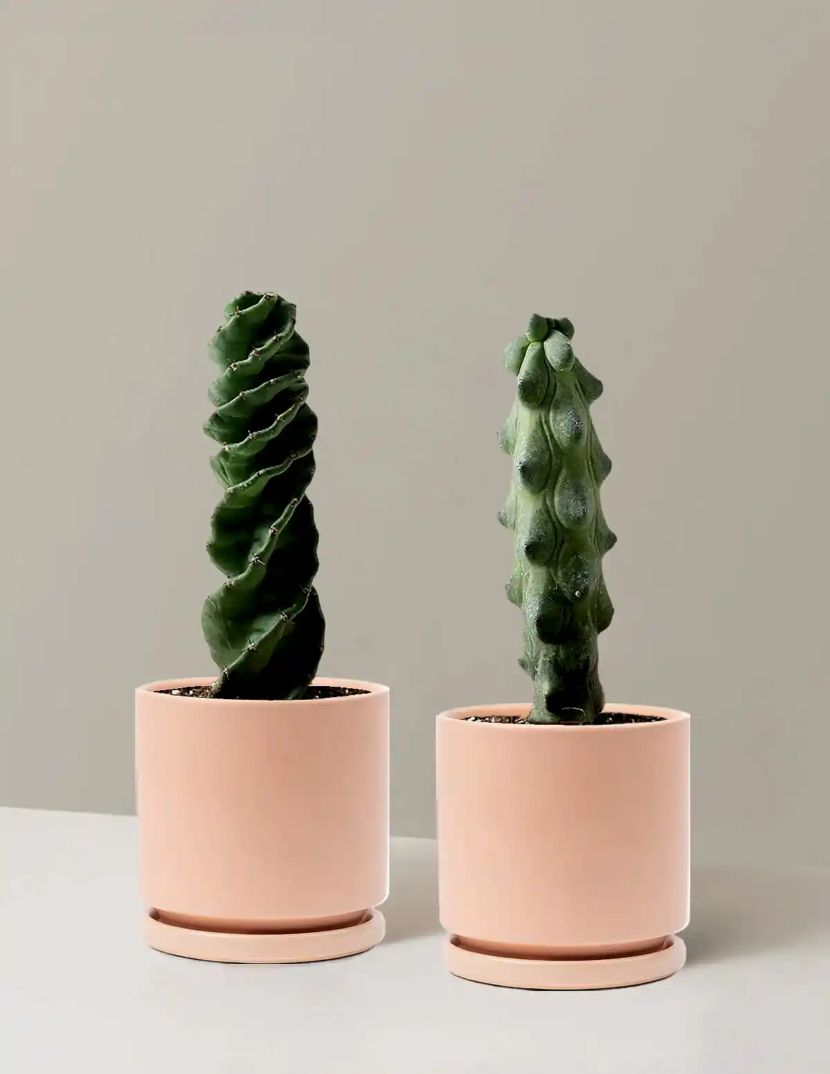 The Rare Cactus Duo