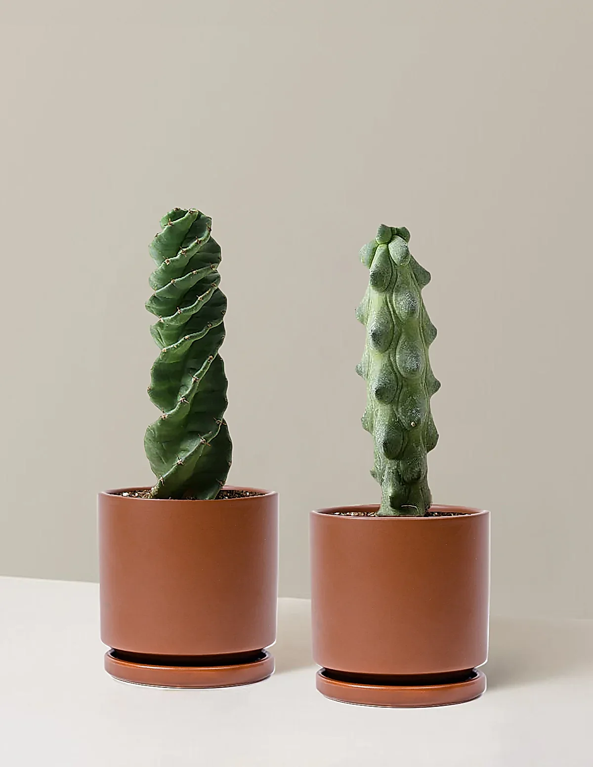 The Rare Cactus Duo