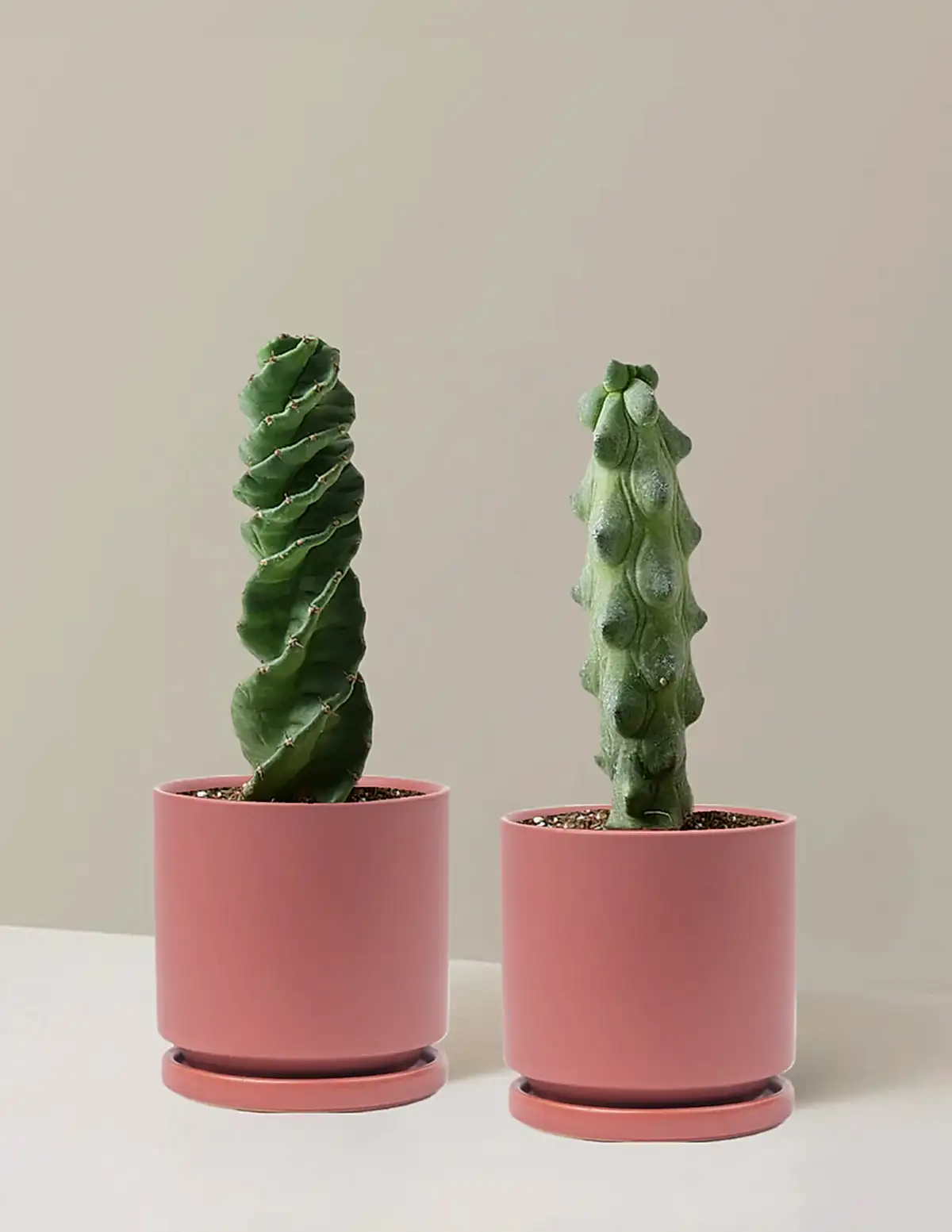 The Rare Cactus Duo