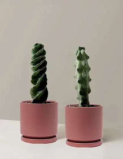 The Rare Cactus Duo