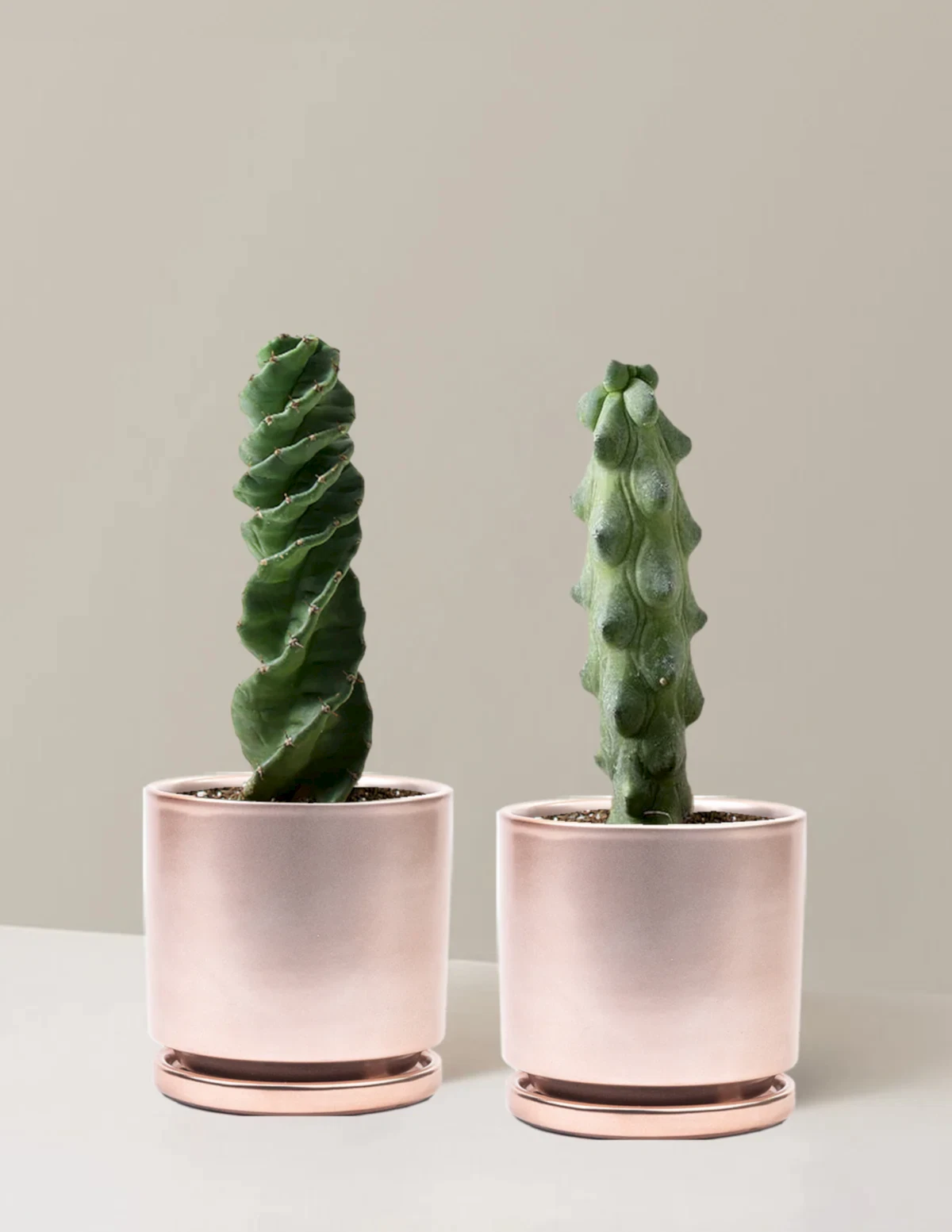 The Rare Cactus Duo
