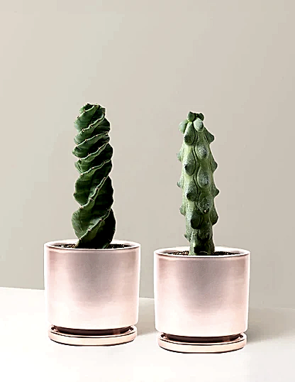 The Rare Cactus Duo