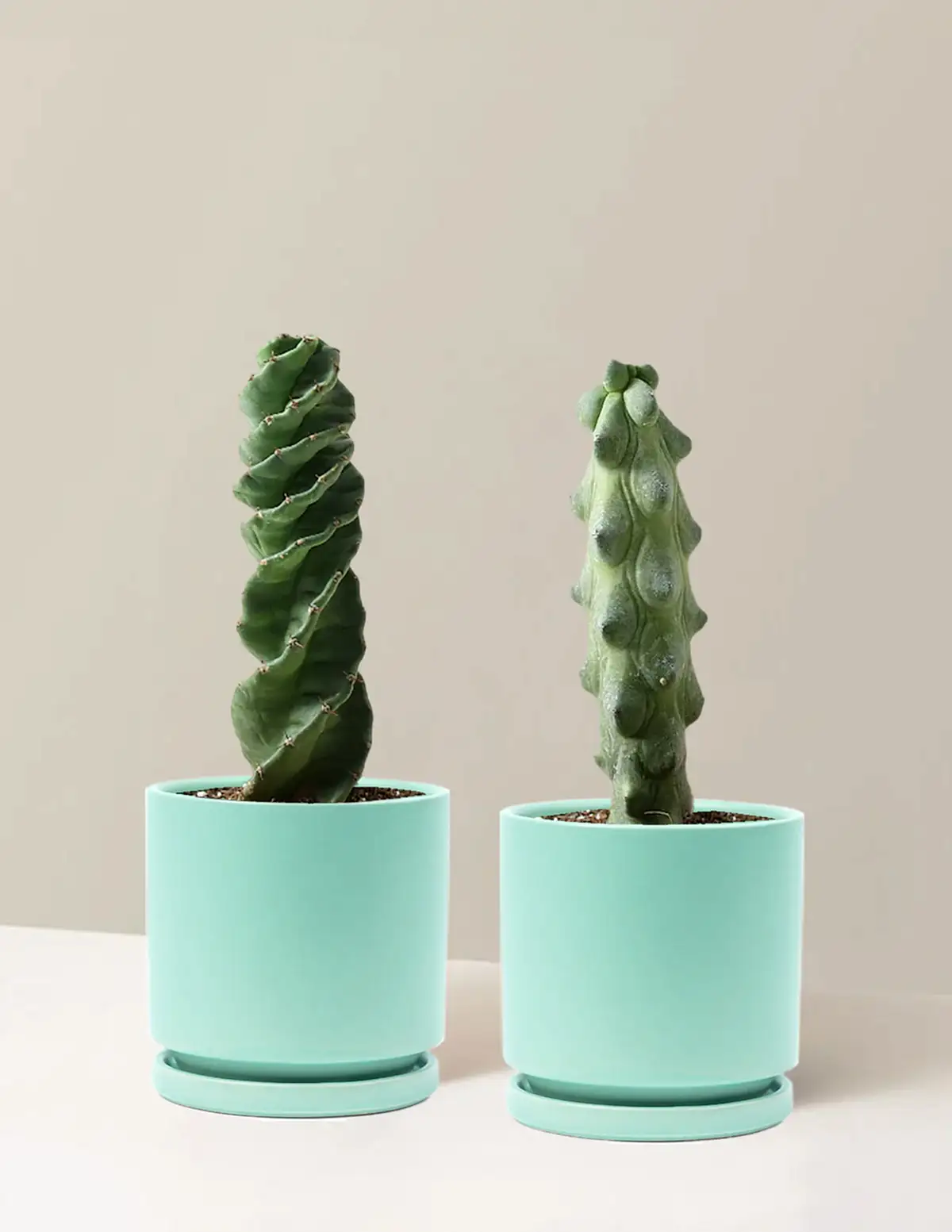 The Rare Cactus Duo