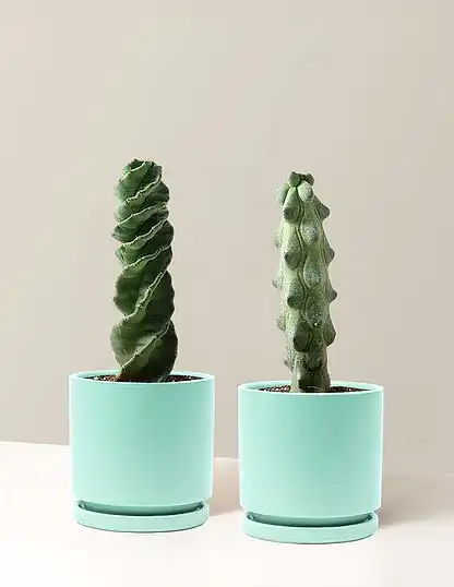 The Rare Cactus Duo