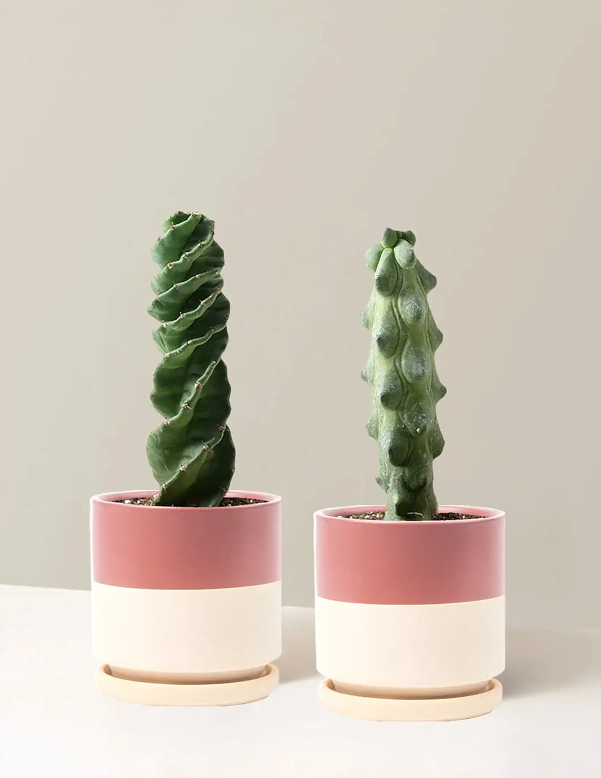 The Rare Cactus Duo