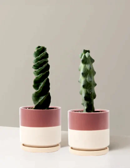 The Rare Cactus Duo