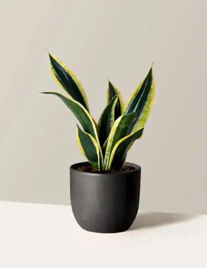 Snake Plant Black Gold