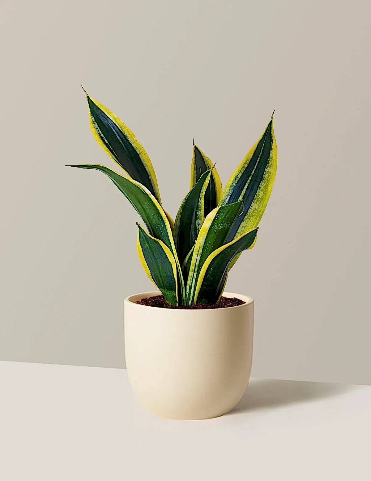 Snake Plant Black Gold