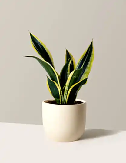 Snake Plant Black Gold