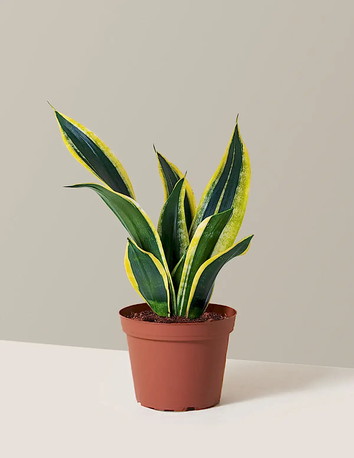 Snake Plant Black Gold