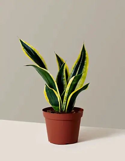 Snake Plant Black Gold