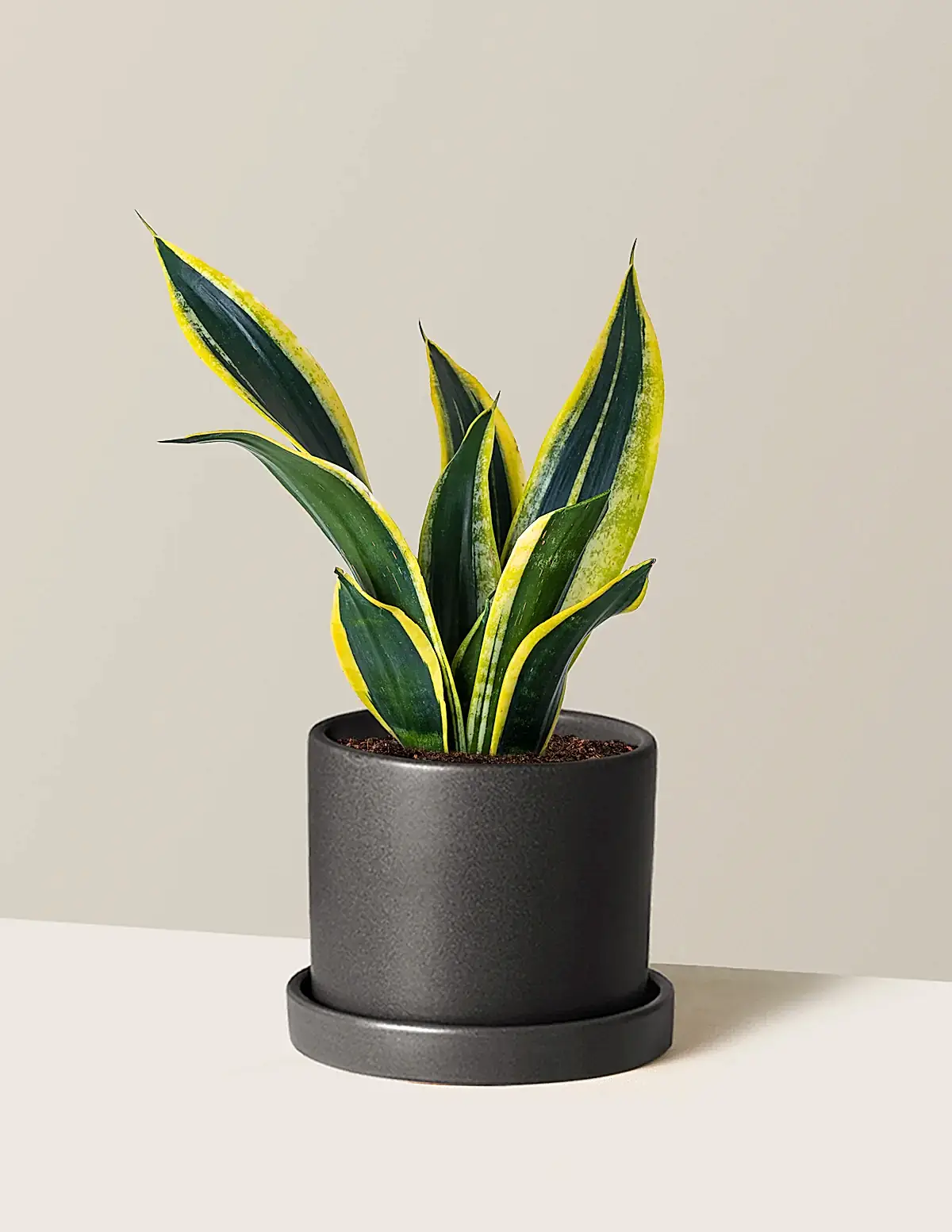 Snake Plant Black Gold