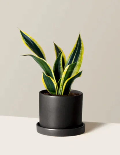 Snake Plant Black Gold