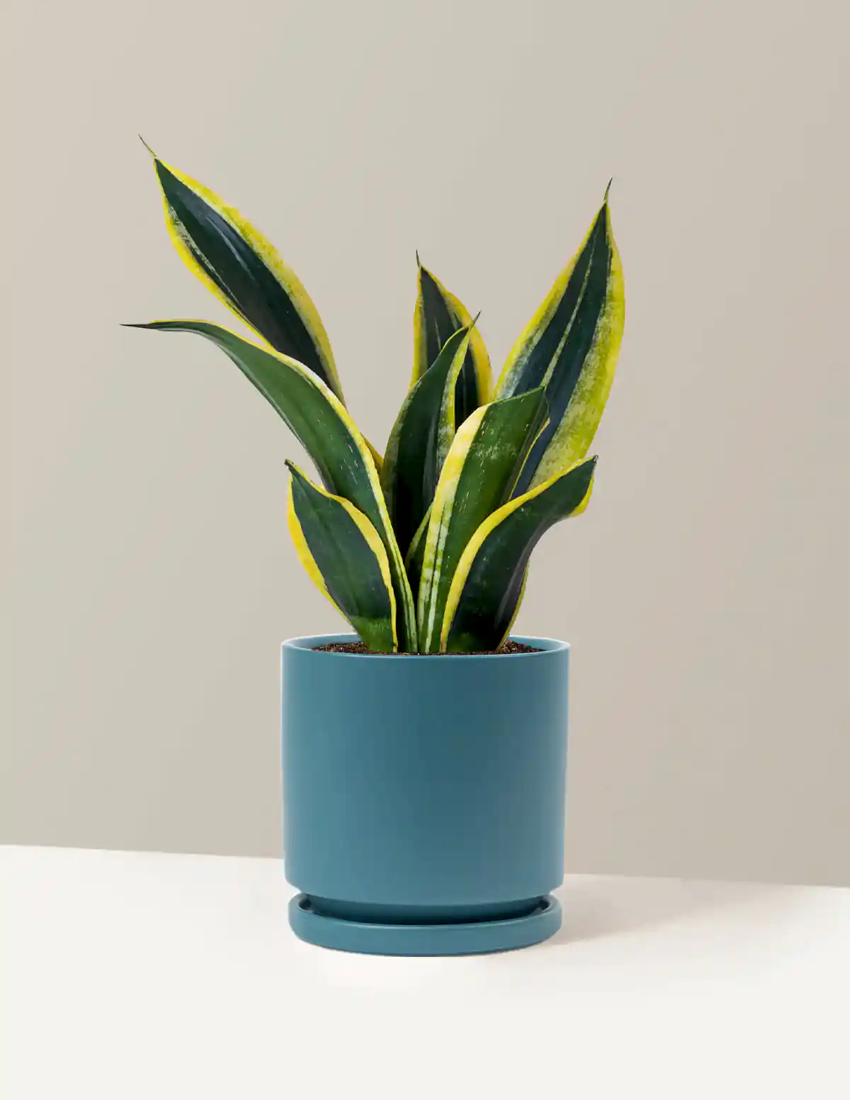 Snake Plant Black Gold