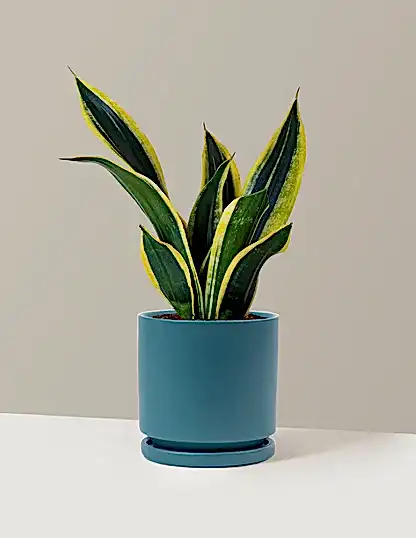 Snake Plant Black Gold