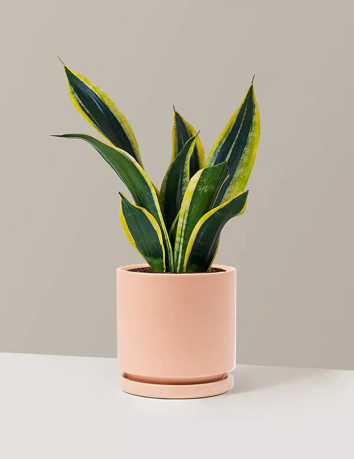 Snake Plant Black Gold