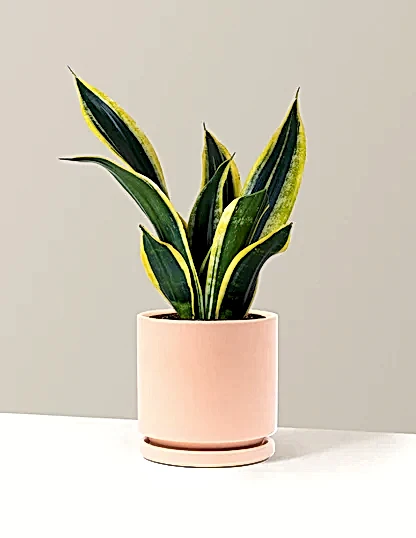 Snake Plant Black Gold