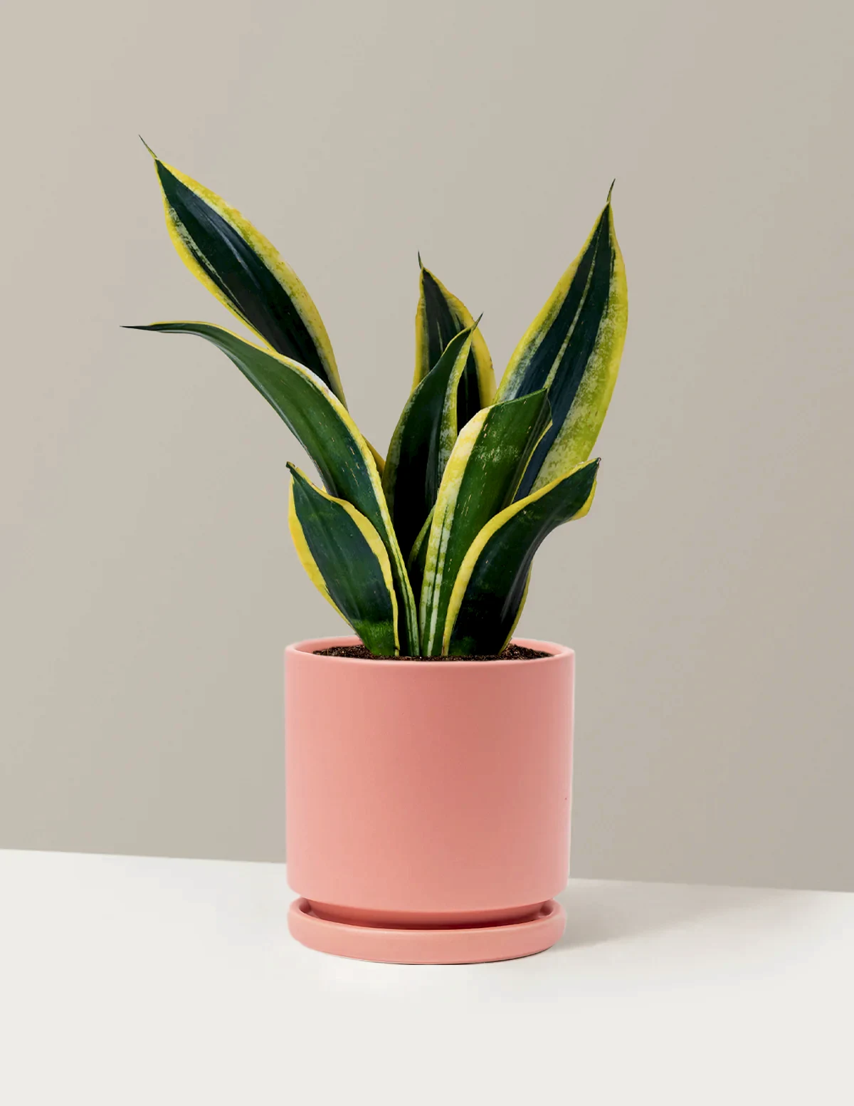 Snake Plant Black Gold