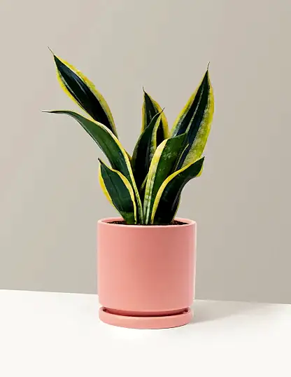 Snake Plant Black Gold