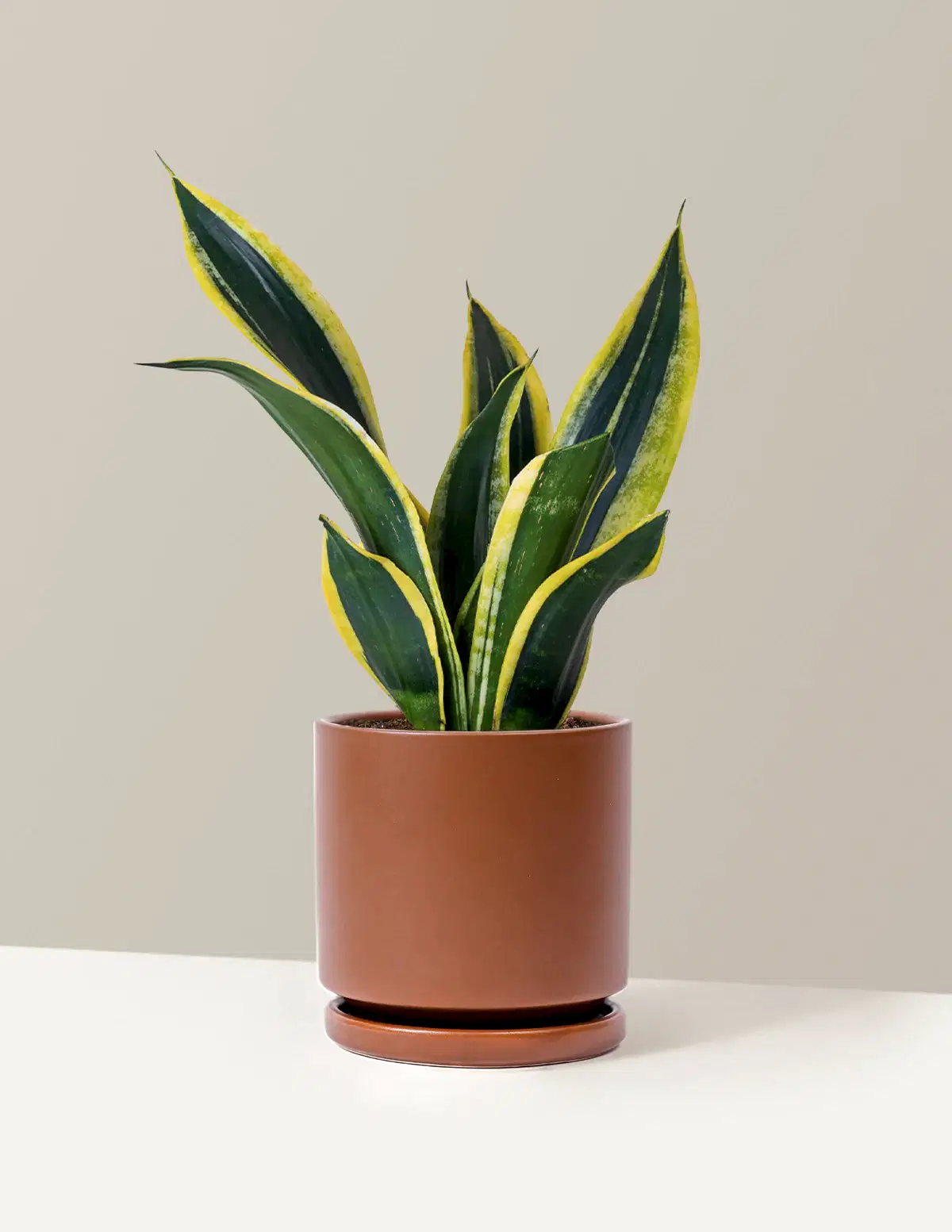 Snake Plant Black Gold