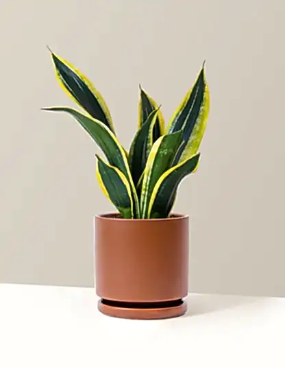 Snake Plant Black Gold