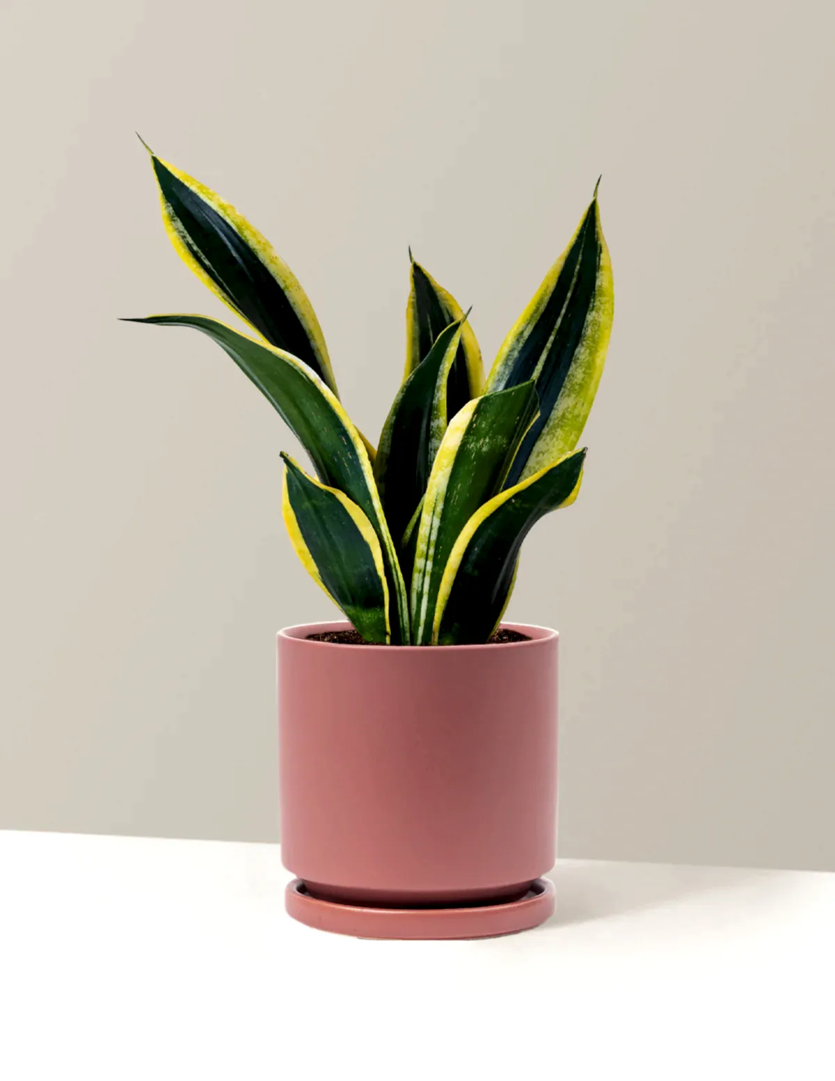 Snake Plant Black Gold