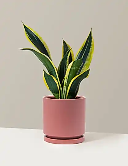Snake Plant Black Gold