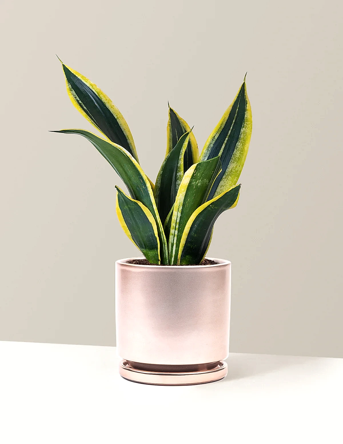 Snake Plant Black Gold