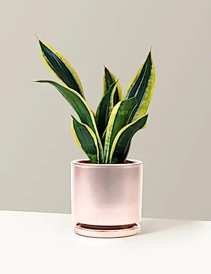 Snake Plant Black Gold