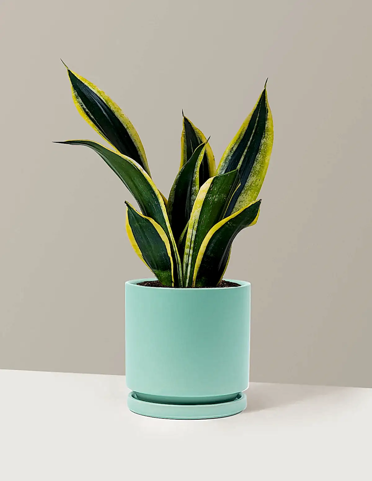 Snake Plant Black Gold
