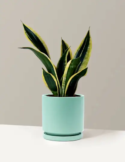 Snake Plant Black Gold