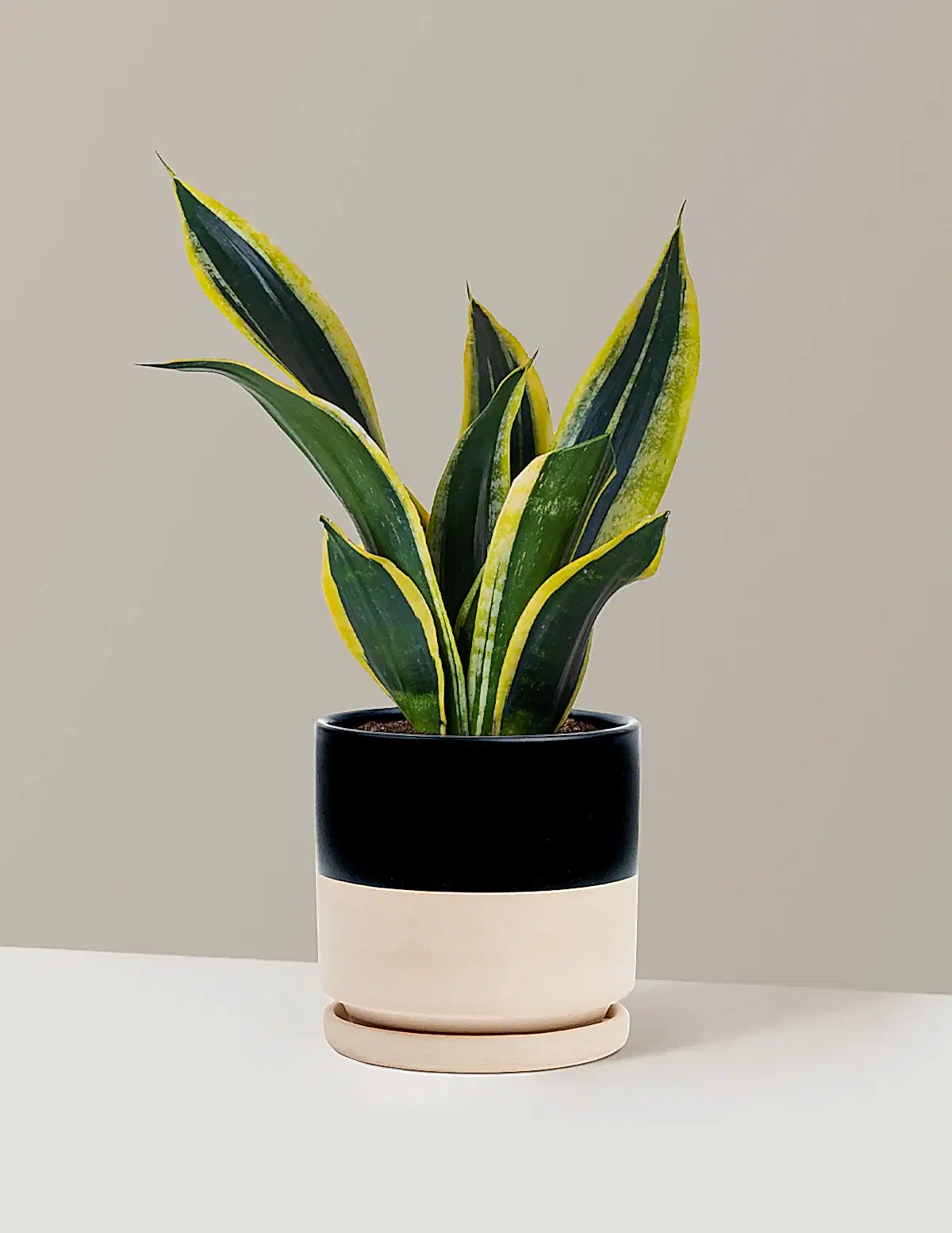 Snake Plant Black Gold