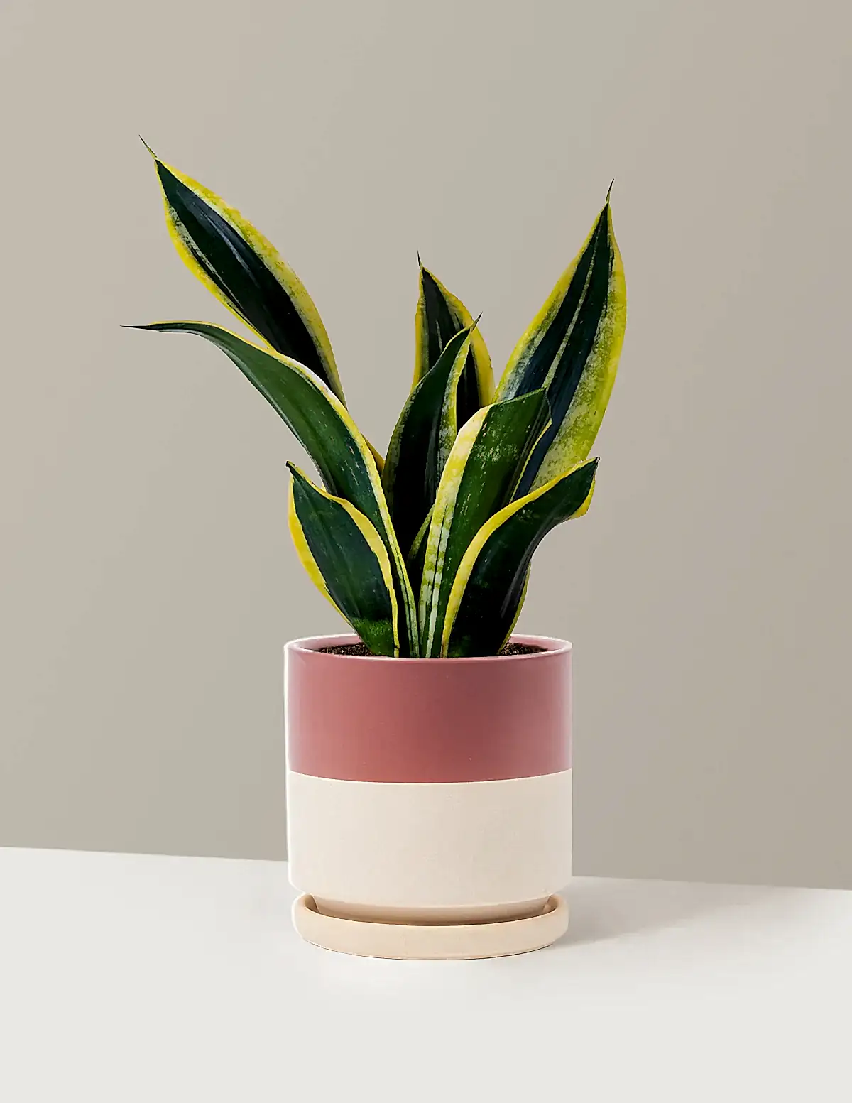 Snake Plant Black Gold