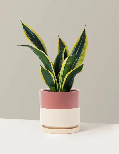Snake Plant Black Gold
