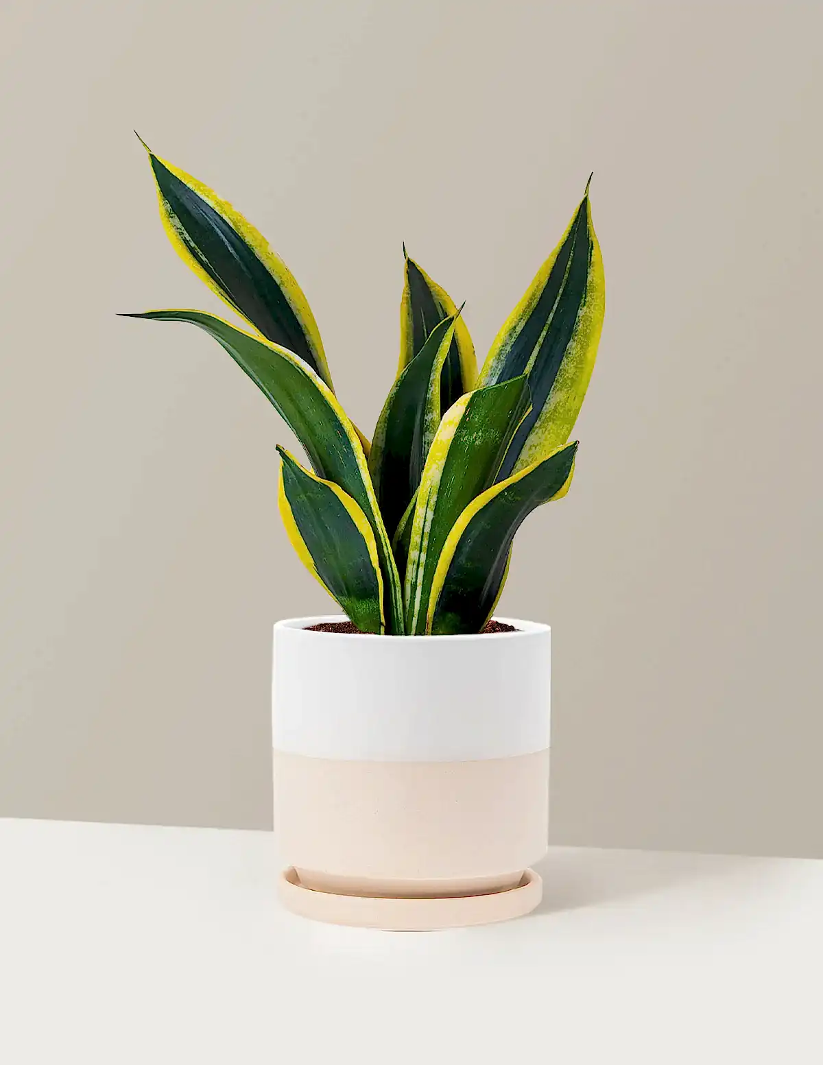 Snake Plant Black Gold