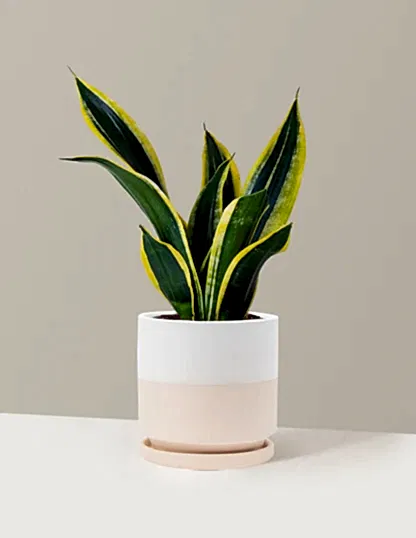 Snake Plant Black Gold