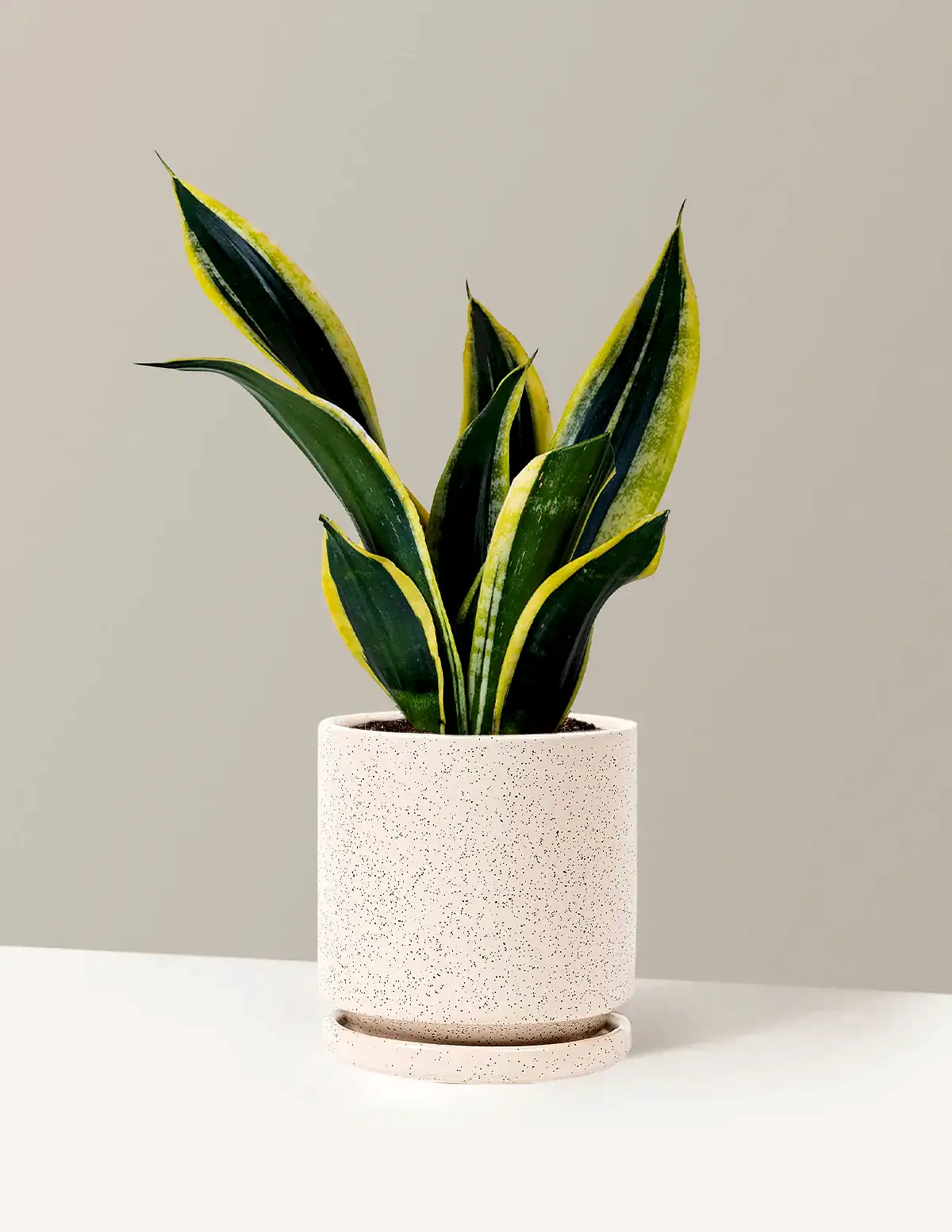 Snake Plant Black Gold