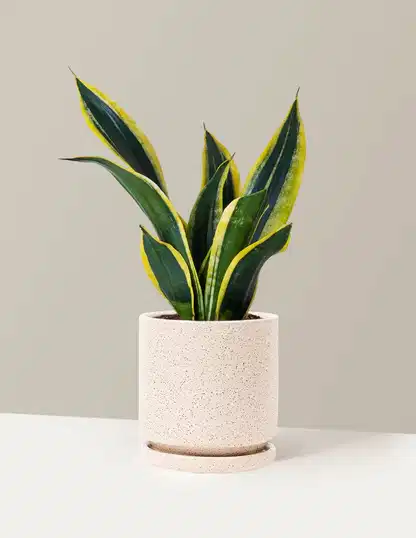 Snake Plant Black Gold