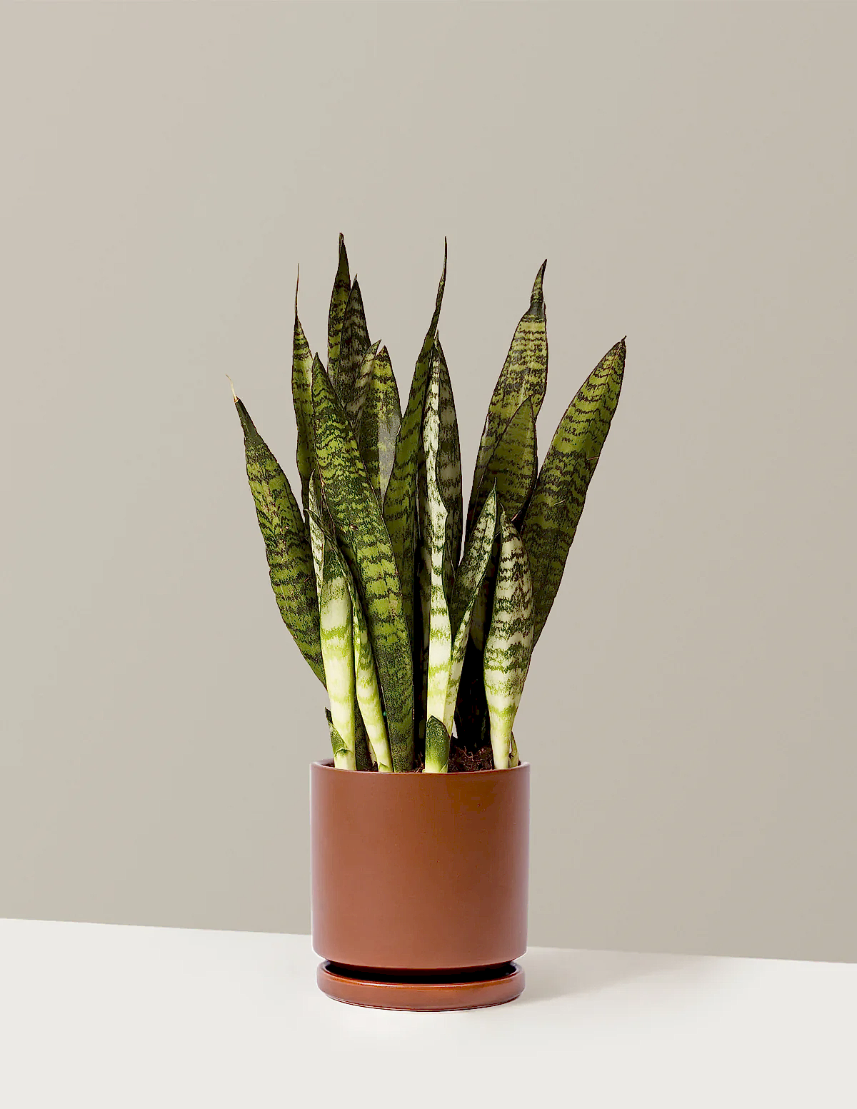Snake Plant Zeylanica