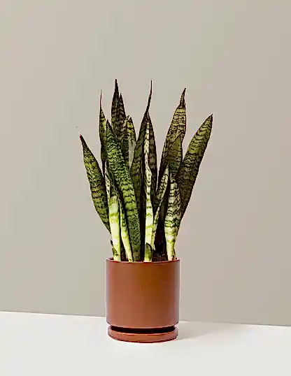 Snake Plant Zeylanica