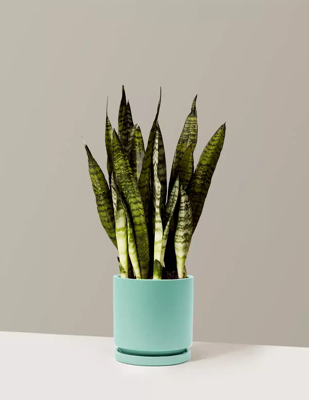 Snake Plant Zeylanica