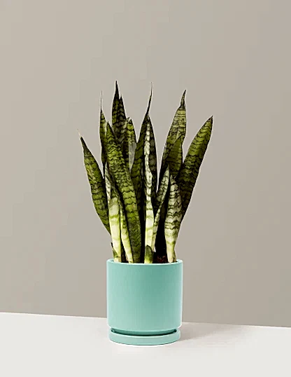 Snake Plant Zeylanica