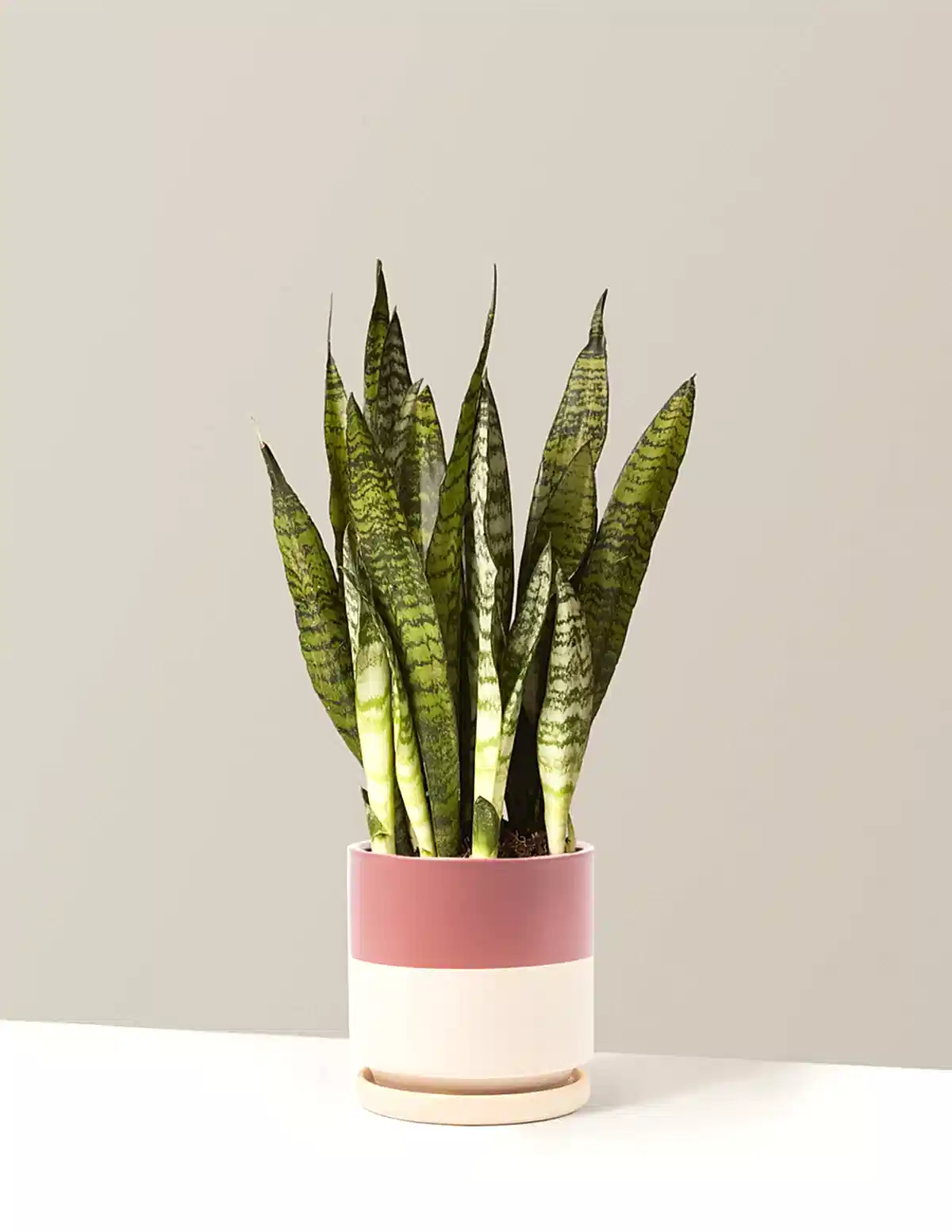 Snake Plant Zeylanica